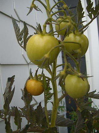 tomaten